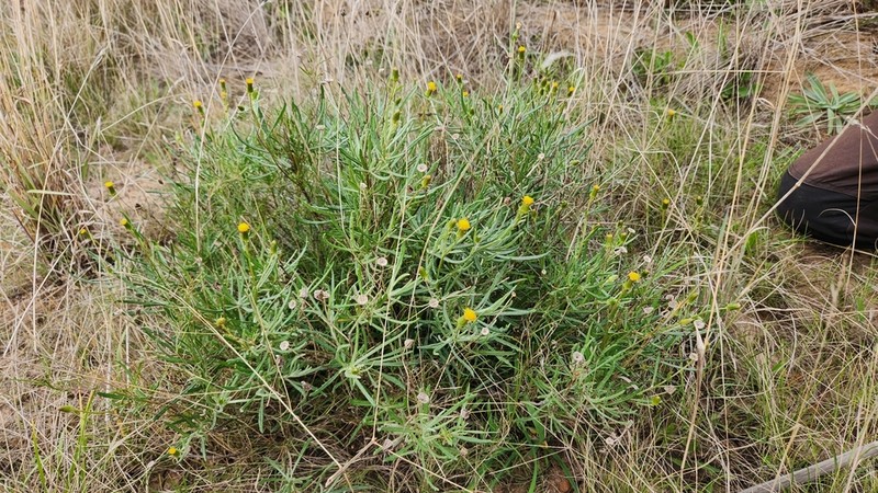 Senecio macrocarpus photo 7