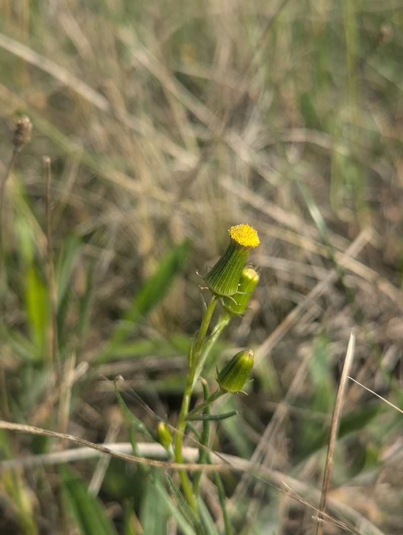 Senecio macrocarpus photo 8