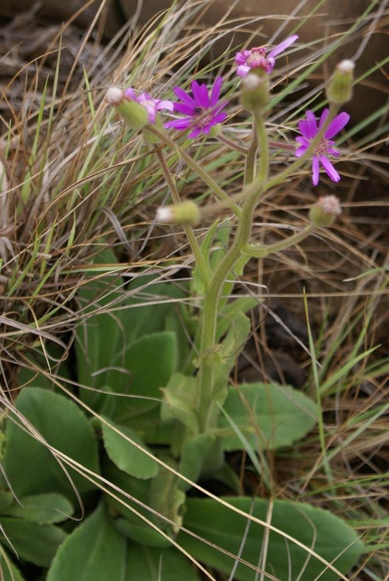 Senecio macrocephalus photo 2