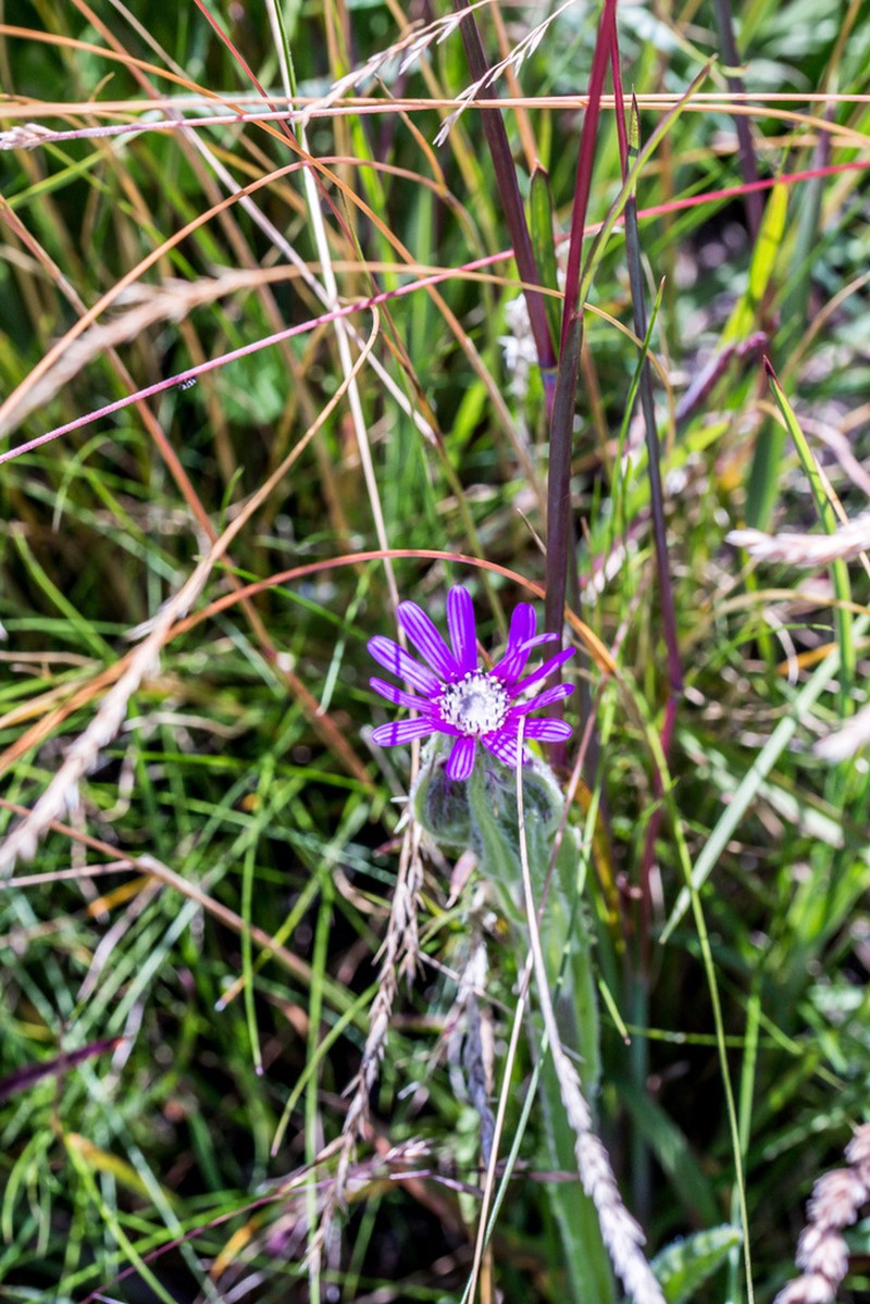 Senecio macrocephalus photo 3