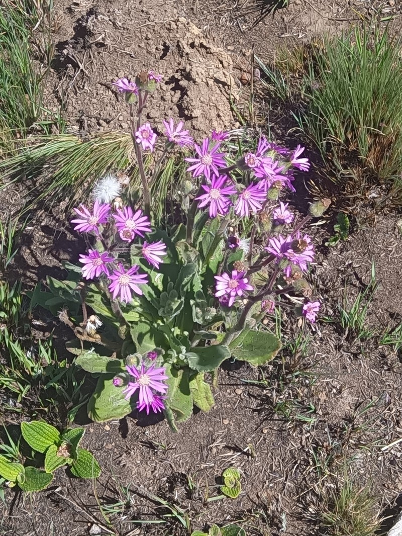 Senecio macrocephalus photo 4