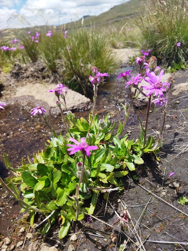 Senecio macrocephalus photo 5