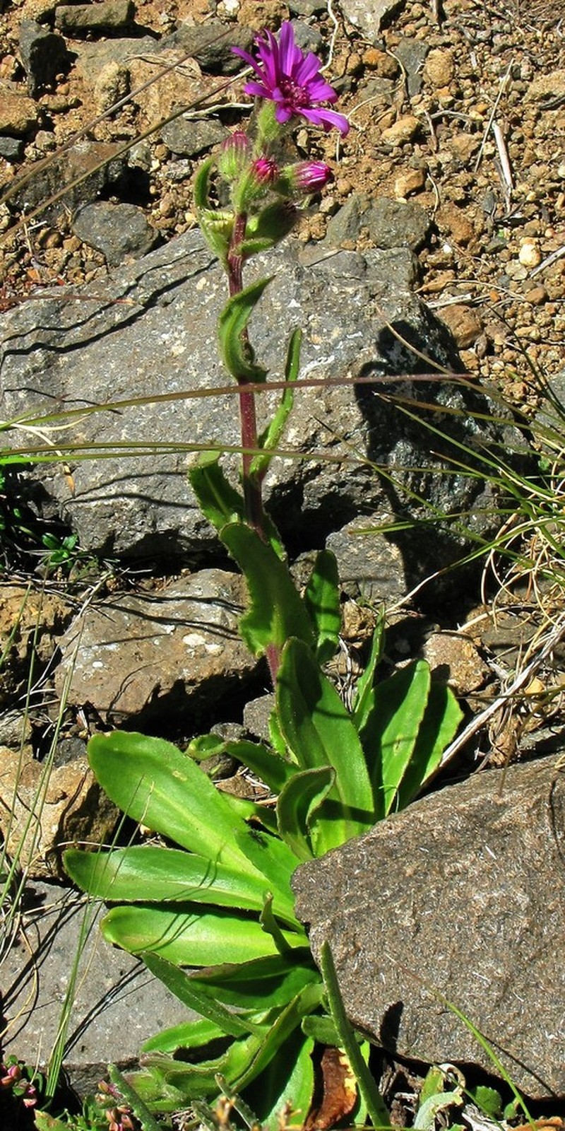 Senecio macrocephalus photo 6