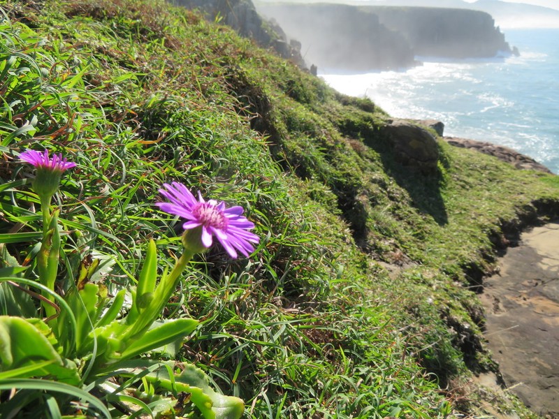 Senecio macrocephalus photo 7