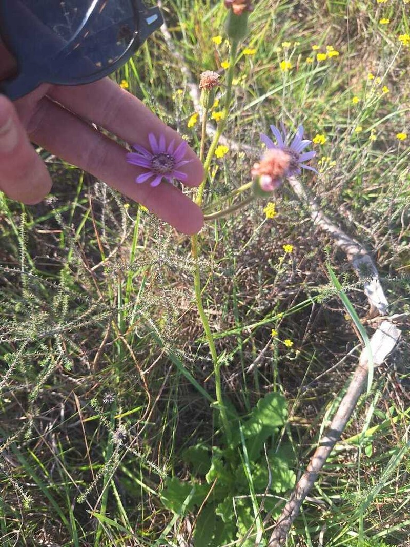 Senecio macrocephalus photo 8