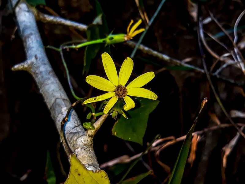 Senecio macroglossoides