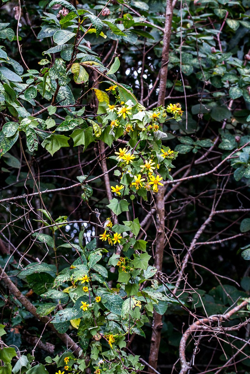 Senecio macroglossoides photo 2
