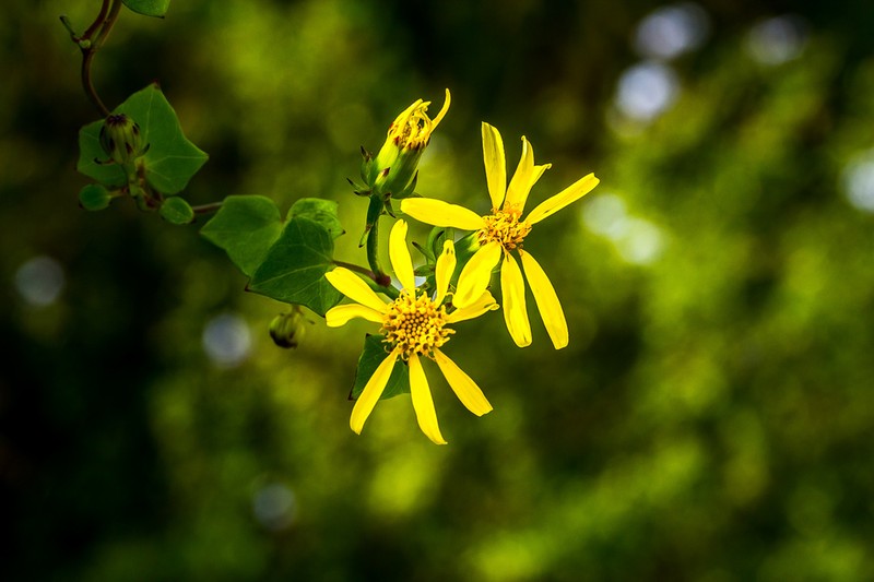 Senecio macroglossoides photo 4