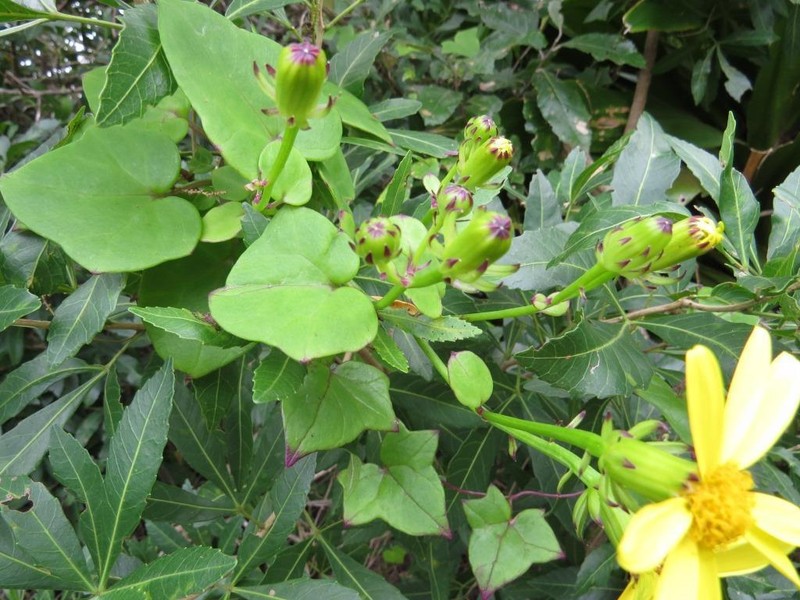Senecio macroglossoides photo 6