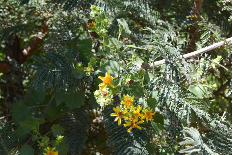 Senecio macroglossoides photo 8