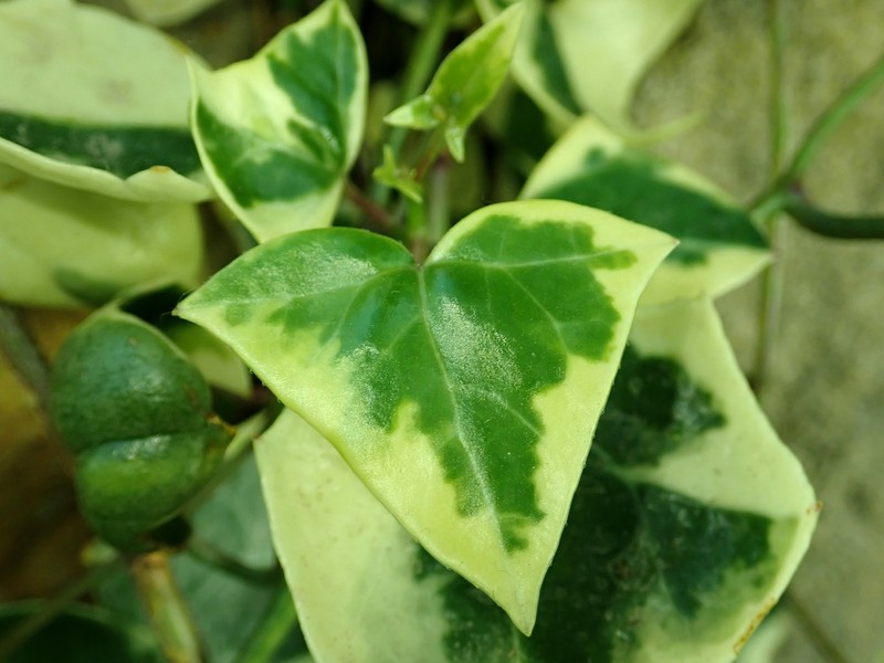 Senecio macroglossus photo 2