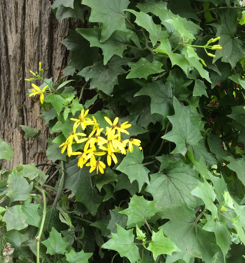 Senecio macroglossus photo 3