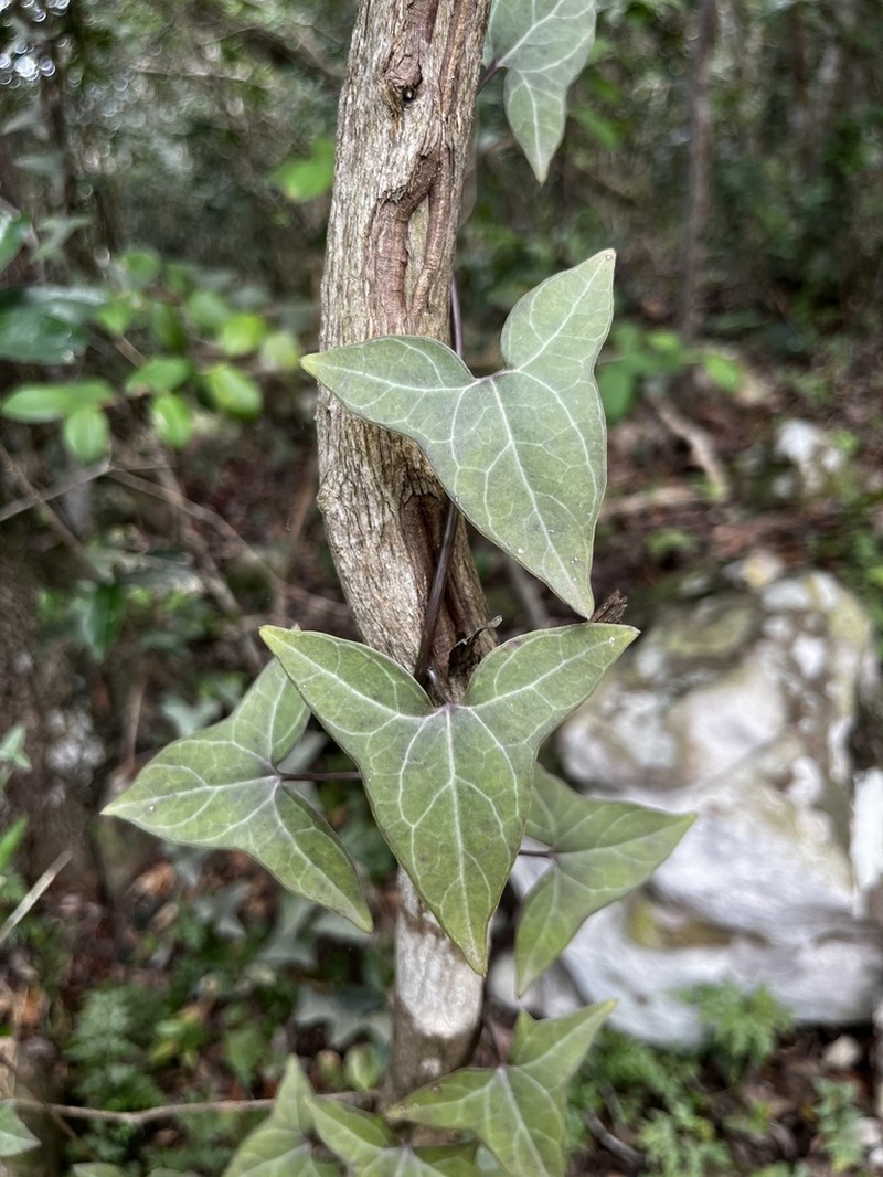 Senecio macroglossus photo 4