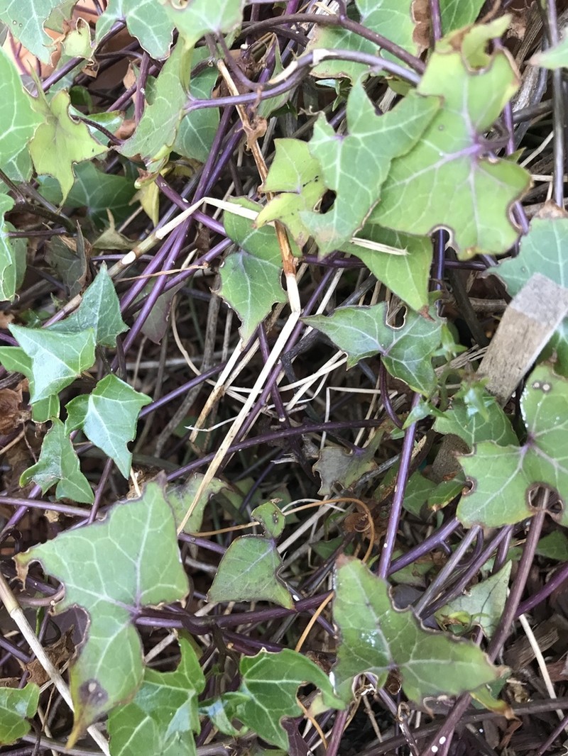 Senecio macroglossus photo 6