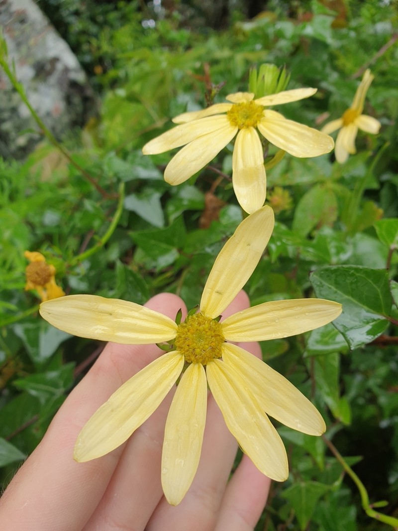 Senecio macroglossus photo 7