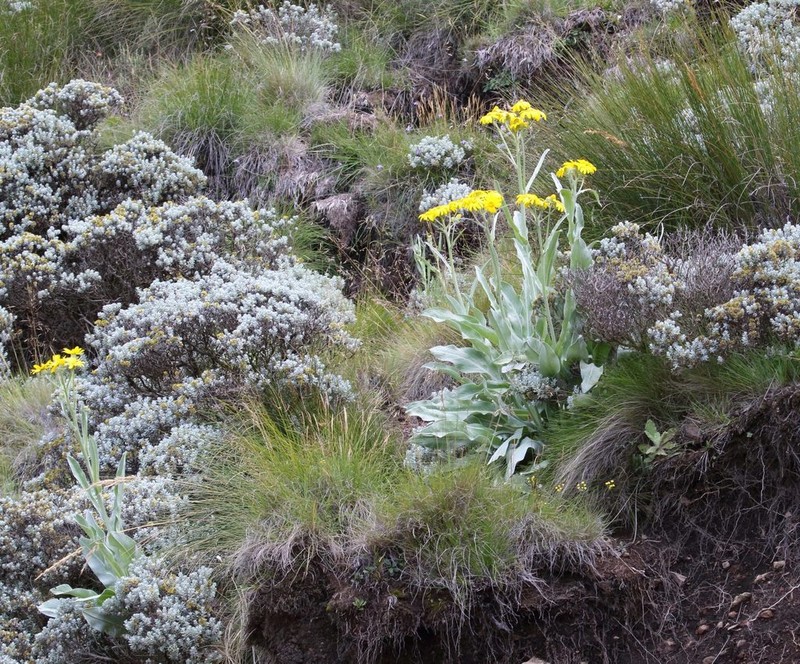 Senecio macrospermus