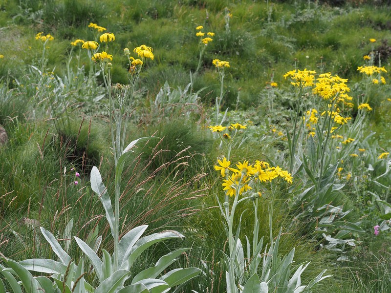 Senecio macrospermus photo 2