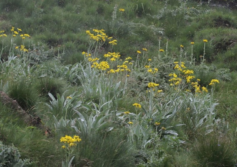 Senecio macrospermus photo 3