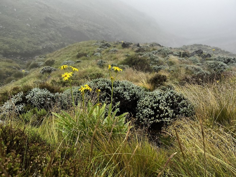 Senecio macrospermus photo 4