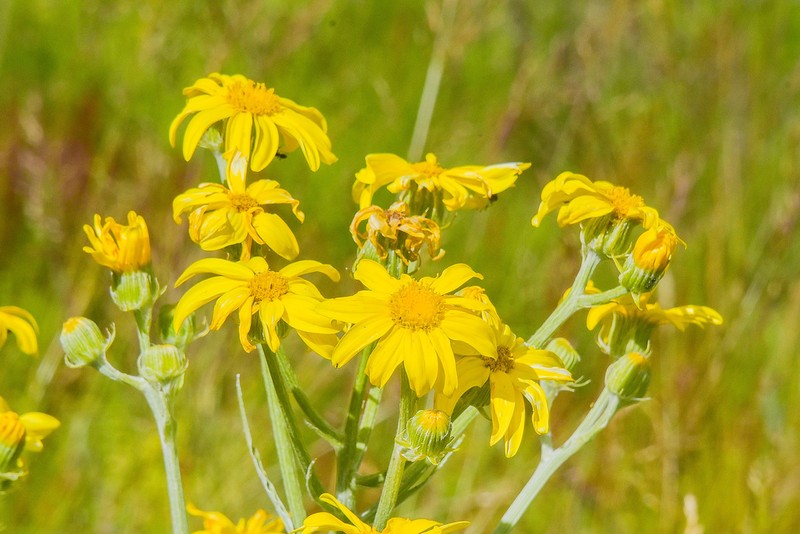 Senecio macrospermus photo 5