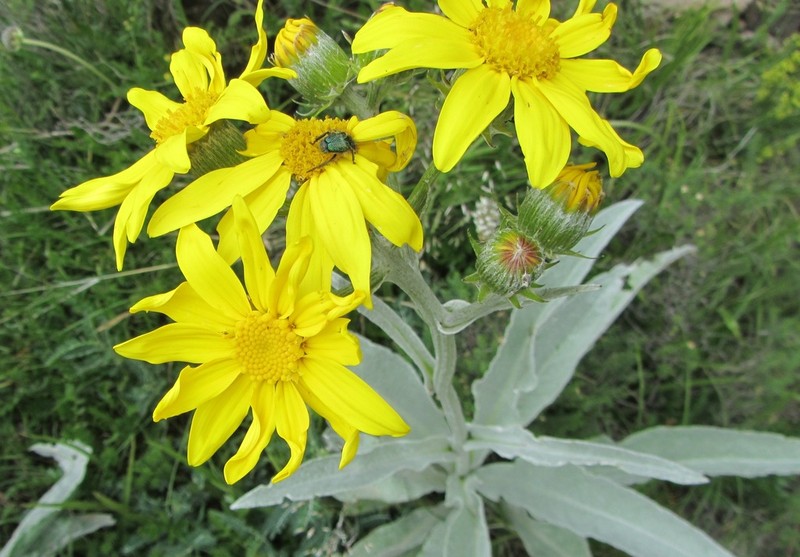 Senecio macrospermus photo 6