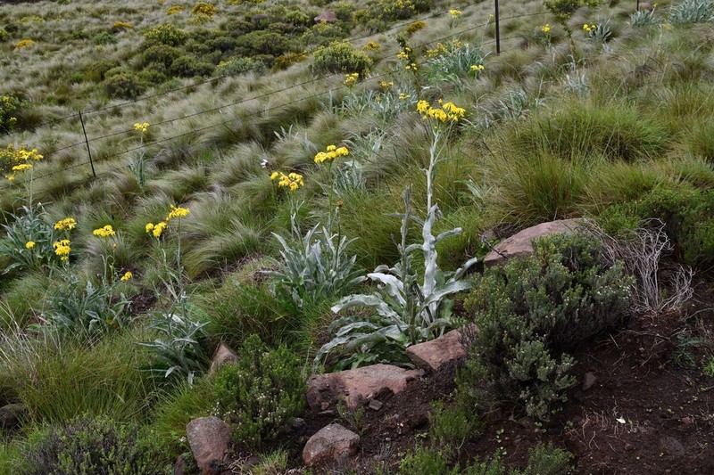 Senecio macrospermus photo 7