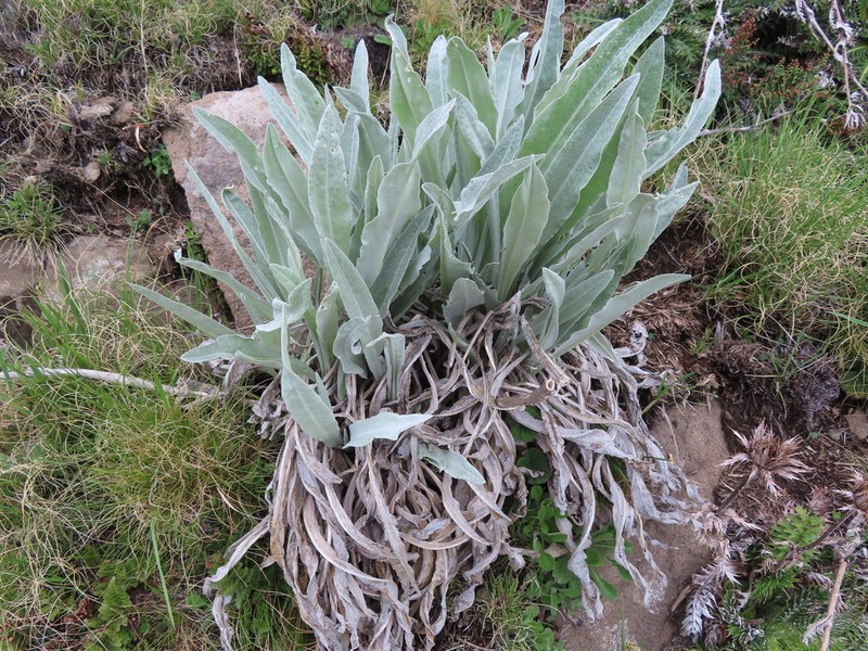 Senecio macrospermus photo 8