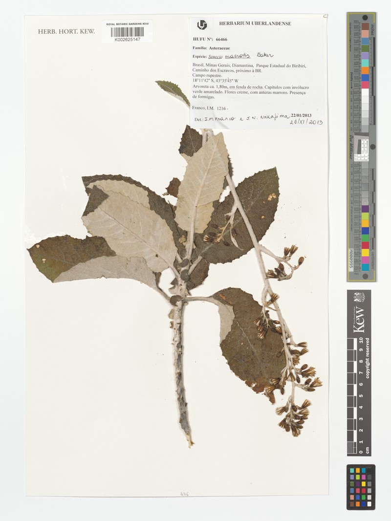 Senecio macrotis