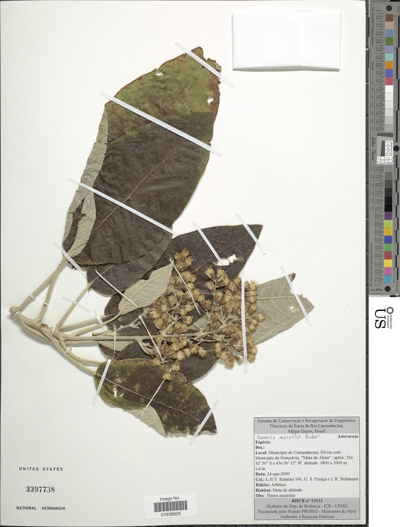 Senecio macrotis photo 2
