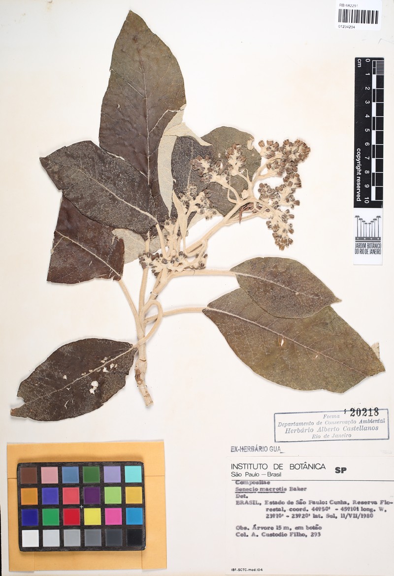 Senecio macrotis photo 3