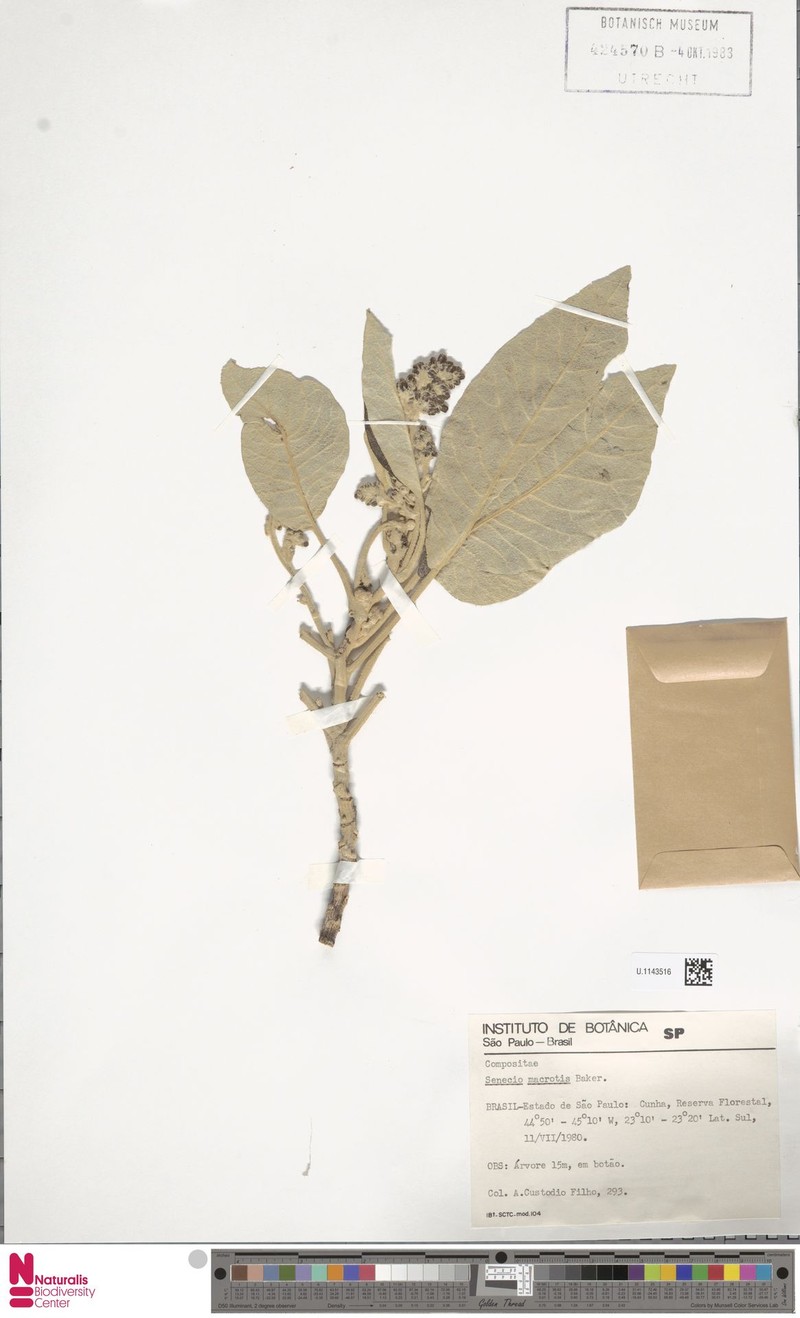 Senecio macrotis photo 4