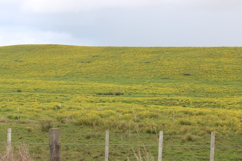 Madagascar Ragwort photo 2