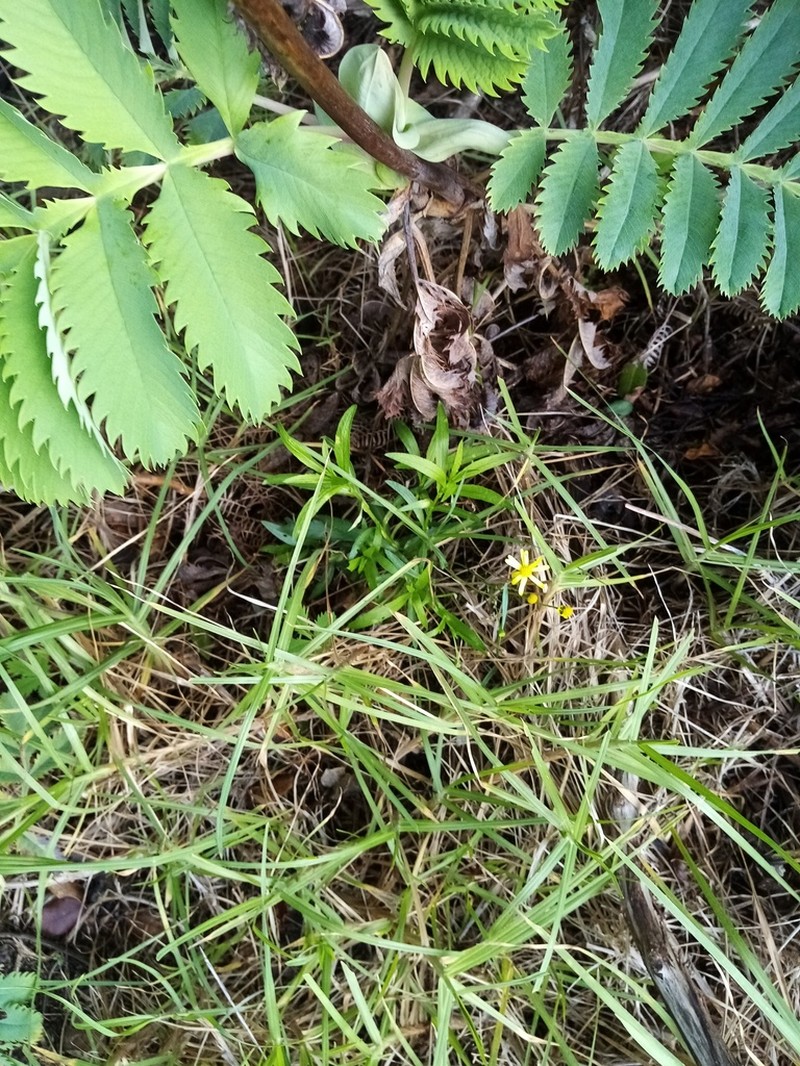 Madagascar Ragwort photo 3
