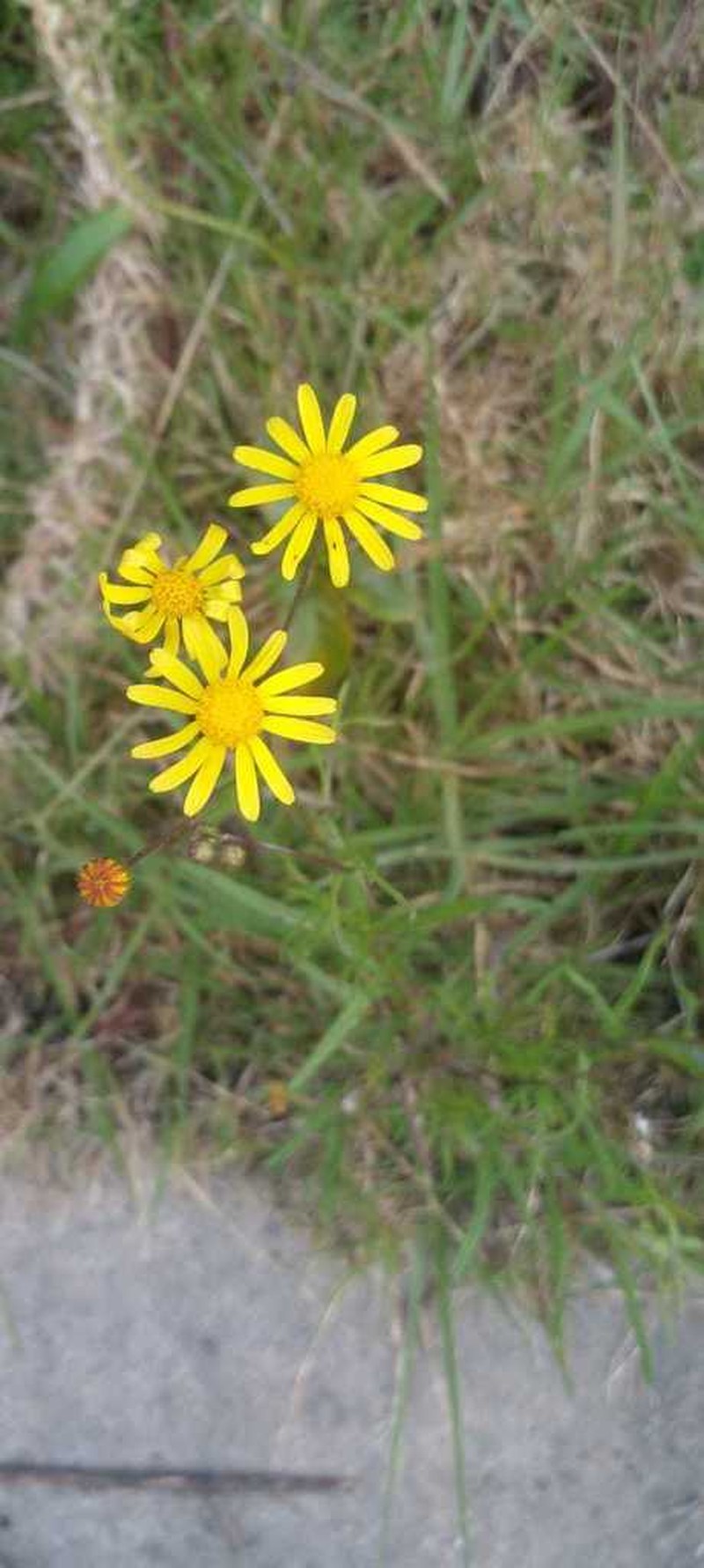 Madagascar Ragwort photo 4