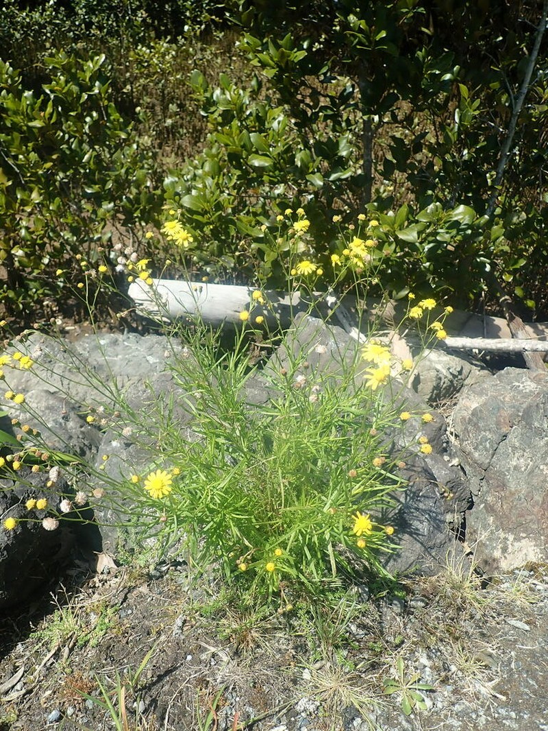 Madagascar Ragwort photo 5
