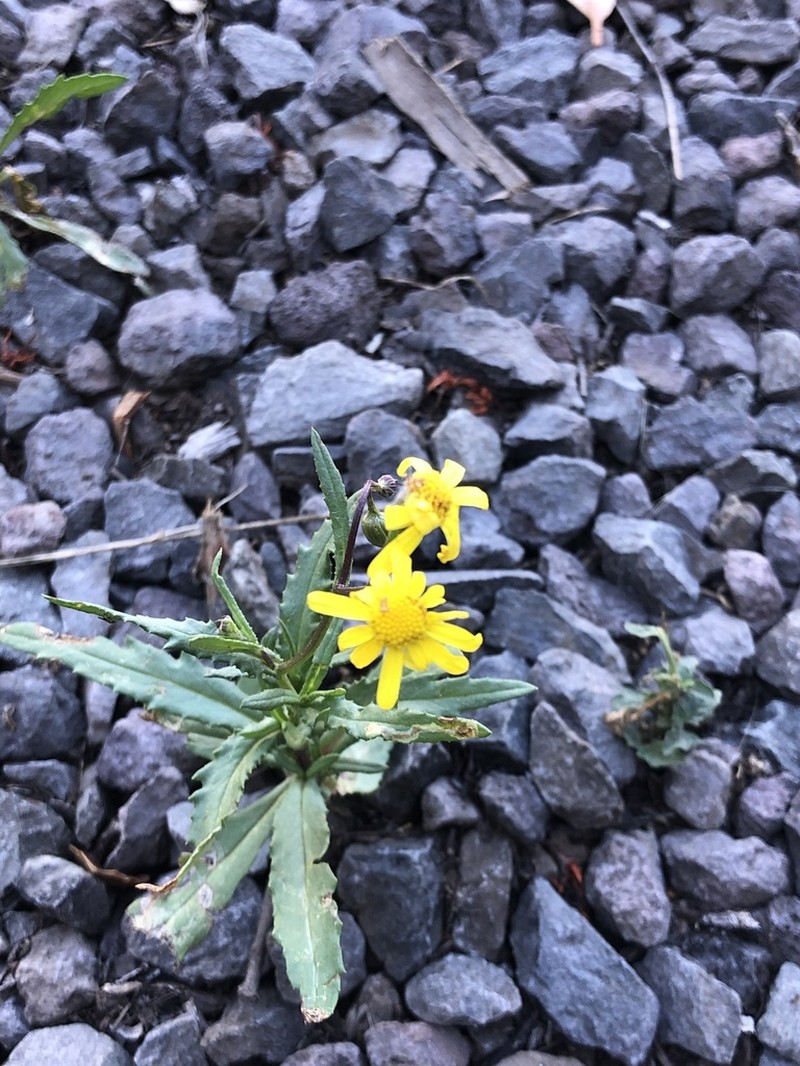 Madagascar Ragwort photo 6