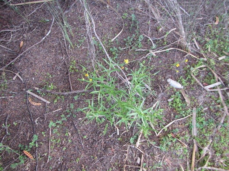 Madagascar Ragwort photo 7