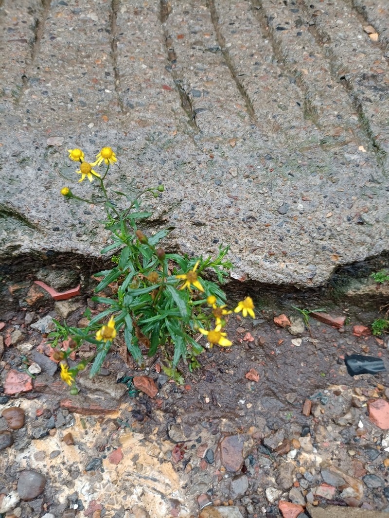 Madagascar Ragwort photo 8