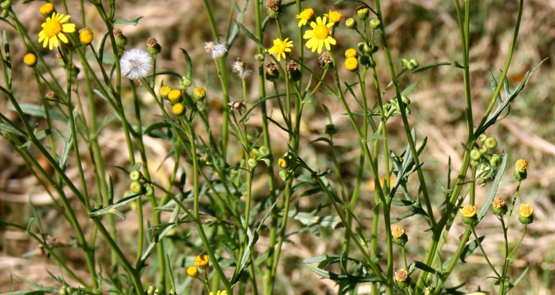 Madagascar Ragwort photo 5