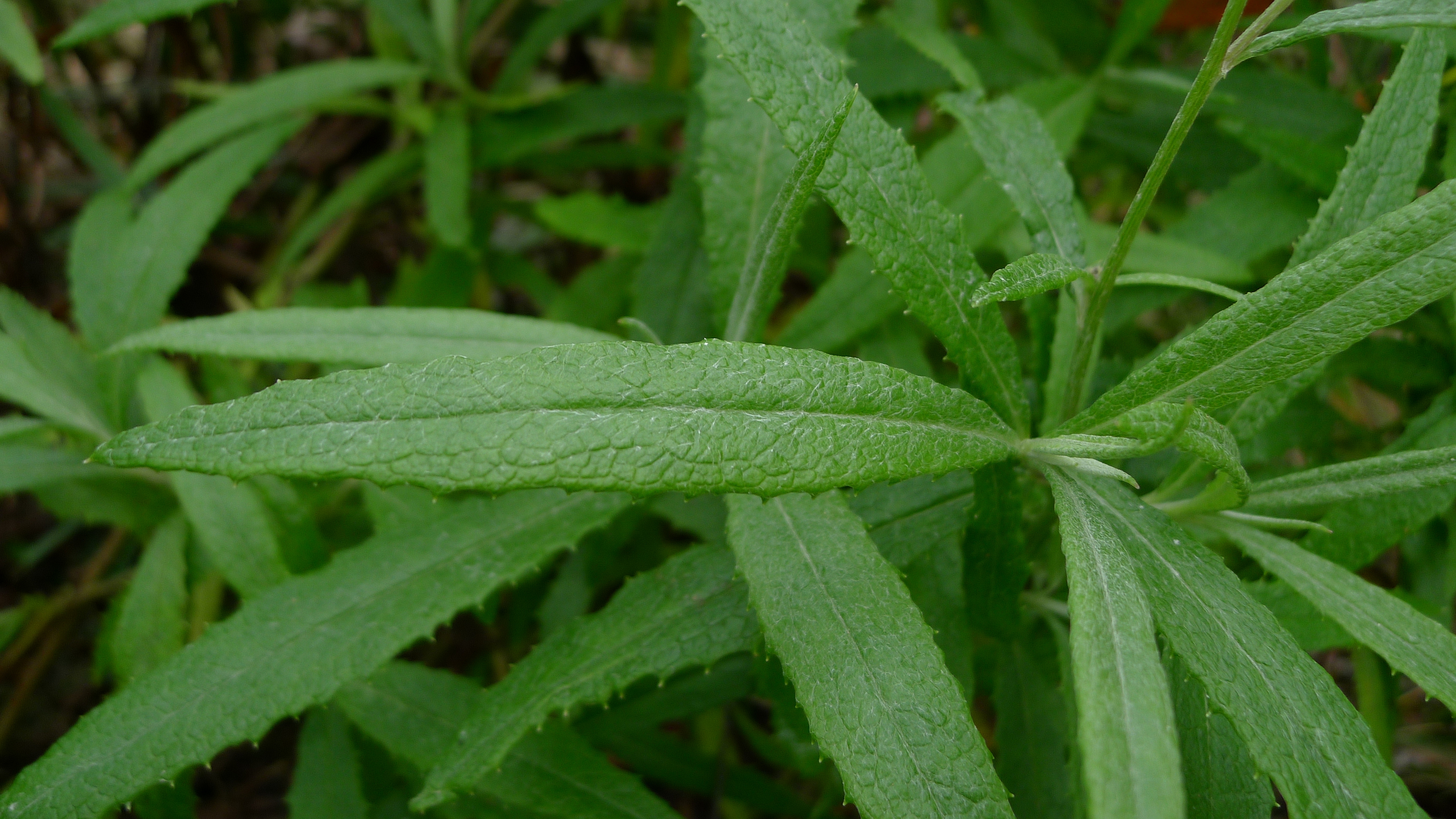 Madagascar Ragwort photo 6