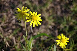 Madagascar Ragwort