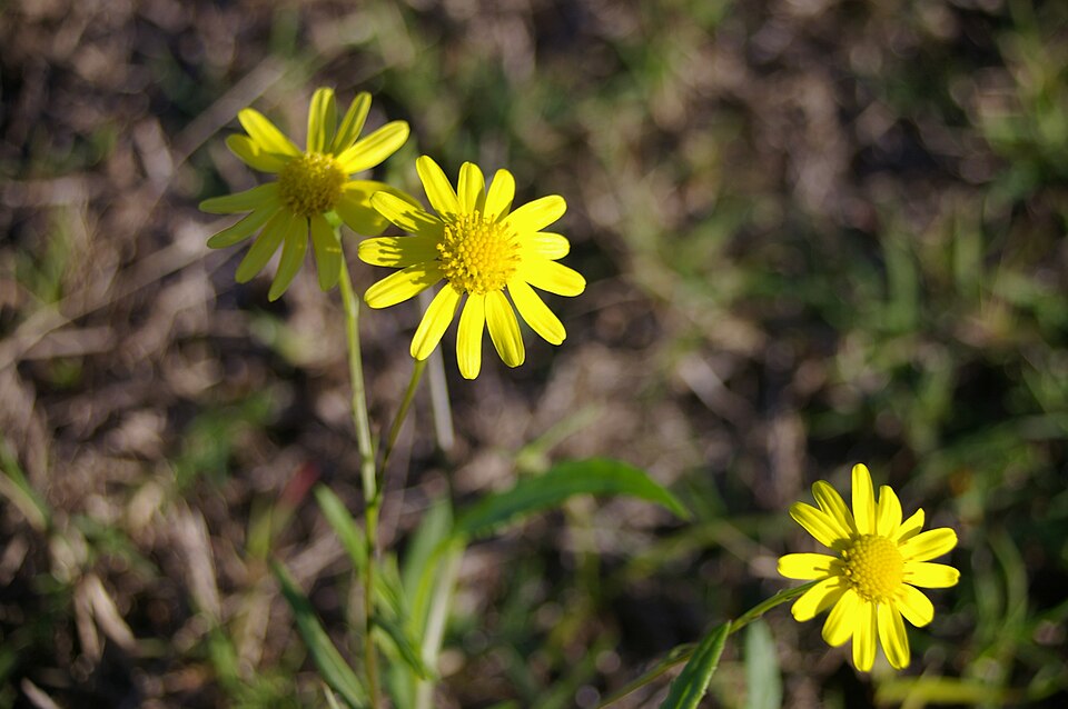 Madagascar Ragwort photo 7