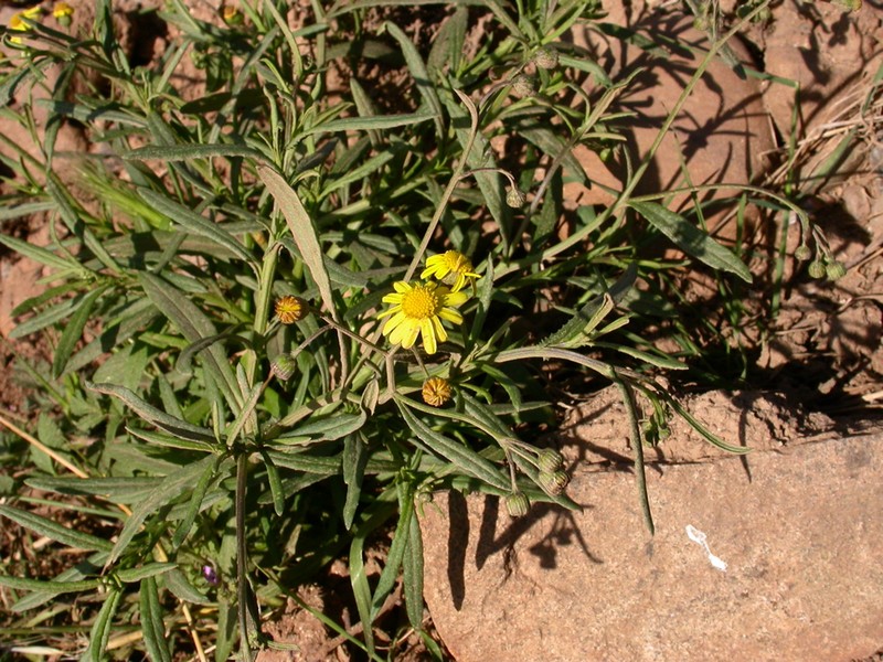 Madagascar Ragwort photo 2