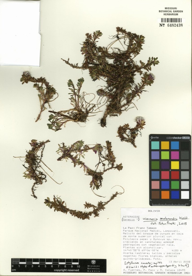 Senecio madidiensis