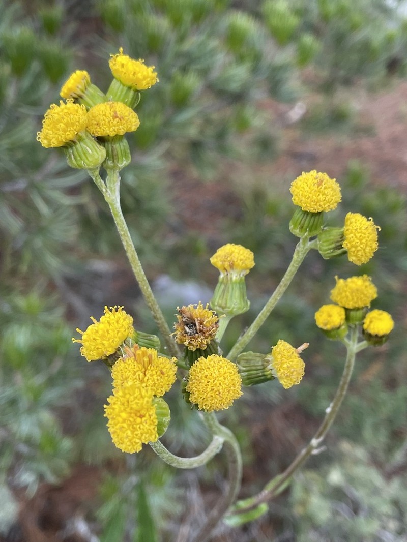Senecio madrensis