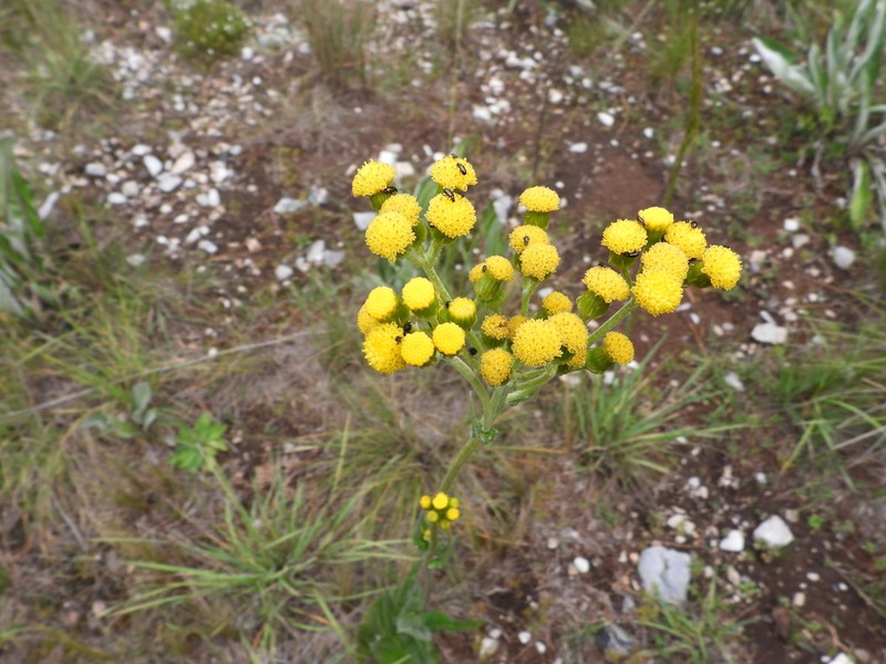 Senecio madrensis photo 2