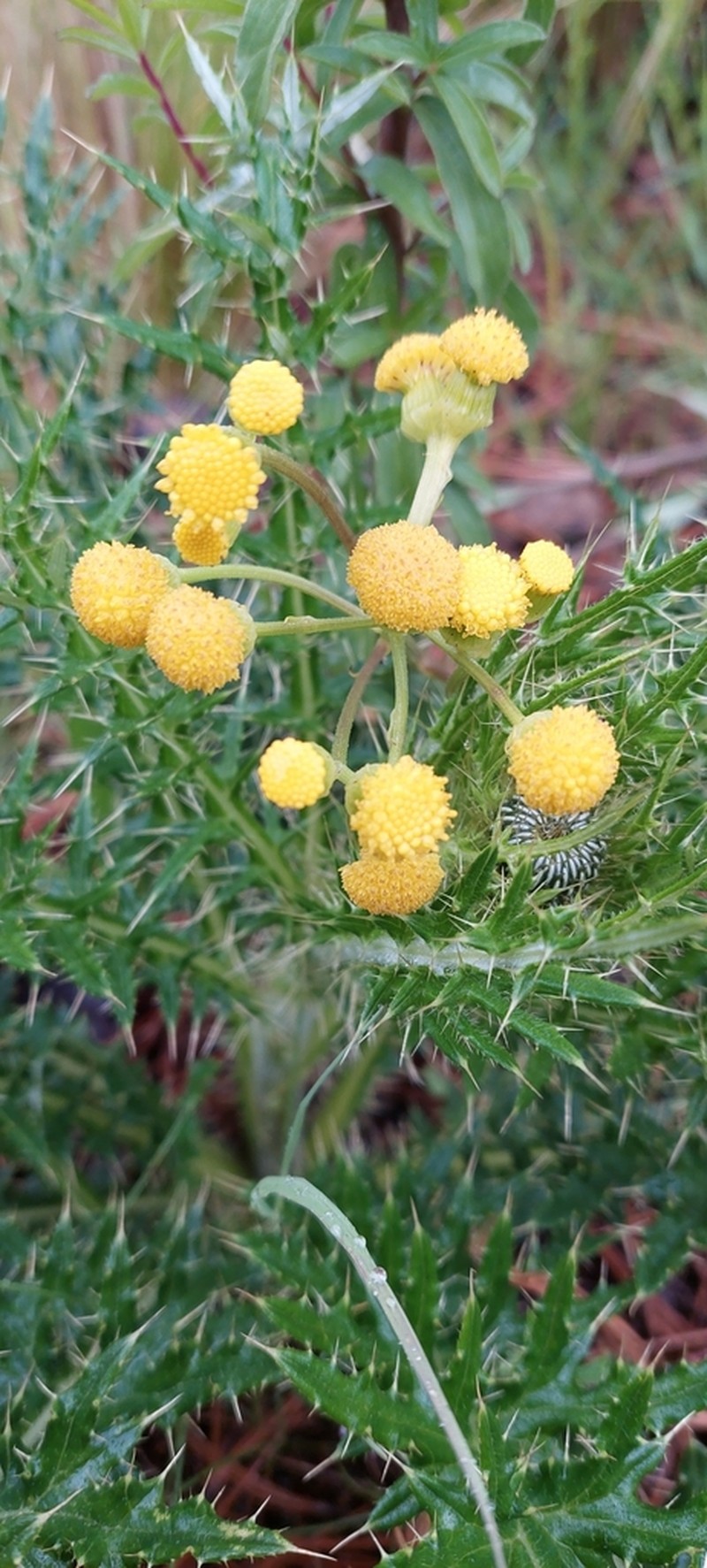 Senecio madrensis photo 3
