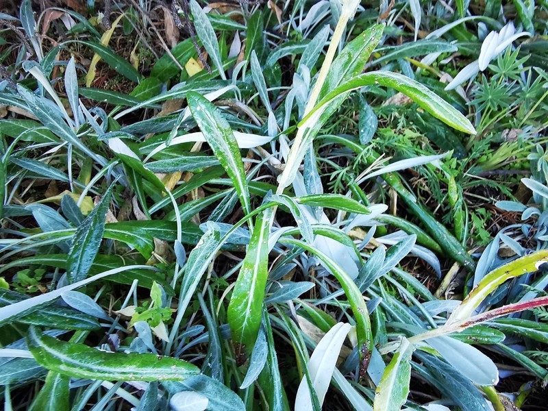 Senecio madrensis photo 4