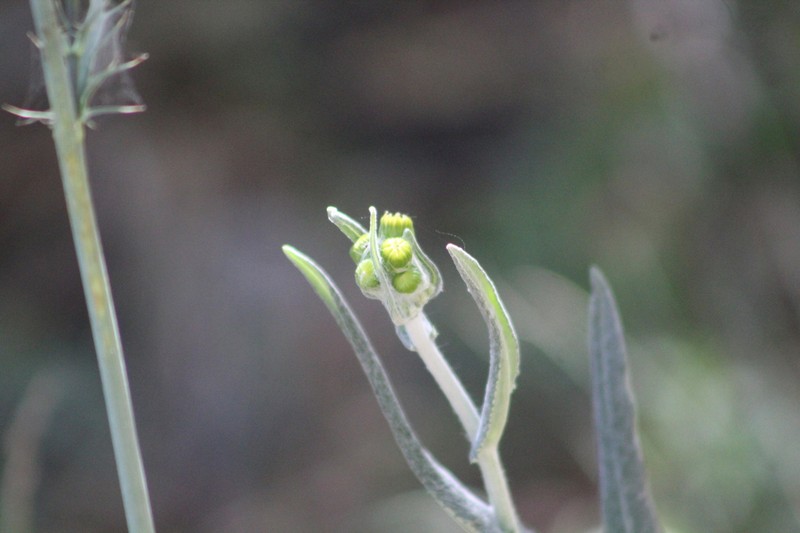 Senecio madrensis photo 5