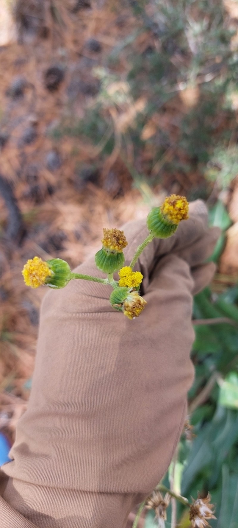Senecio madrensis photo 6